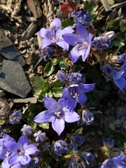 Campanula piperi