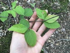 Lonicera canadensis