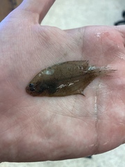 Citharichthys spilopterus