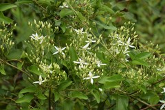 Clematis flammula