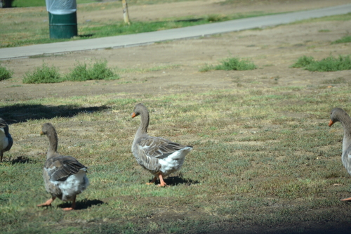 photo of Greylag Goose (Anser anser)