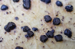 Coccomyces coronatus