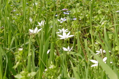 Ornithogalum umbellatum
