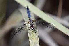 Pachydiplax longipennis