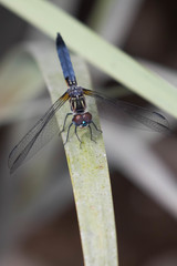 Pachydiplax longipennis