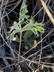 Pelargonium pillansii