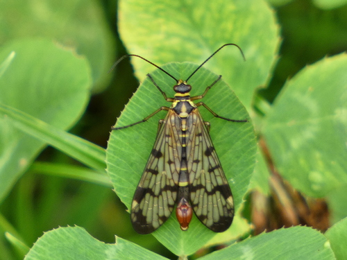 Meadow Scorpionfly photo 4