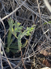 Pelargonium pillansii
