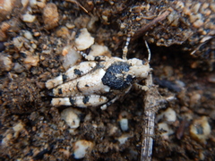 Cibolacris parviceps