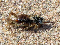 Tachysphex terminatus