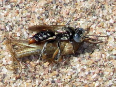 Tachysphex terminatus