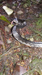 Chironius grandisquamis