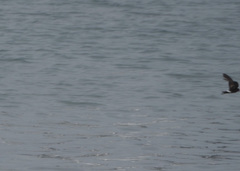 Oceanites gracilis