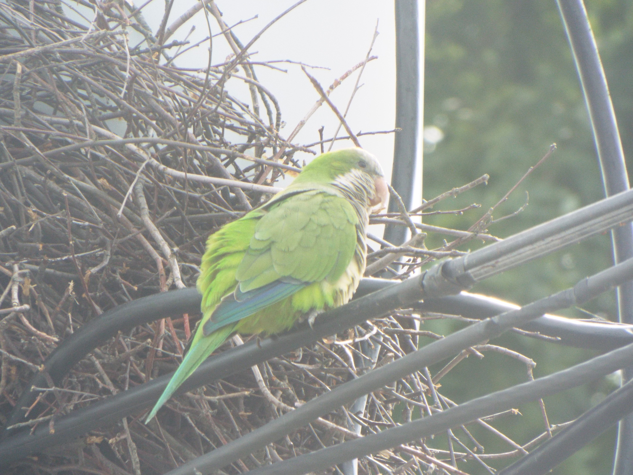 Monk Parakeet (Myiopsitta monachus)