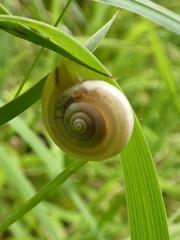Fruticicola fruticum