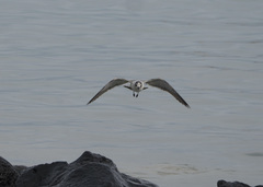 Leucophaeus pipixcan