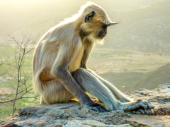 Semnopithecus entellus