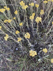 Helichrysum arenarium