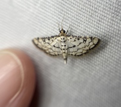 Hileithia rehamalis