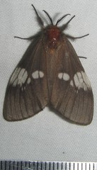 Palasea albimacula