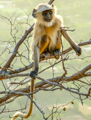 Semnopithecus entellus