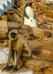 Semnopithecus entellus