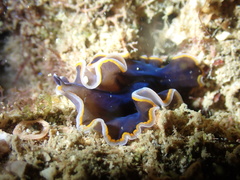 Pseudobiceros hancockanus