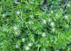 Chaerophyllum colensoi