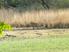 Panthera tigris tigris