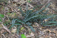 Pellaea rotundifolia