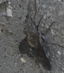 Pangonius