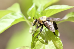 Laphria grossa