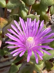 Ruschia virgata