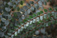 Pellaea rotundifolia