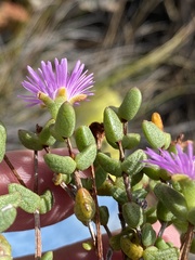 Ruschia virgata