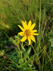 Helianthus nuttallii