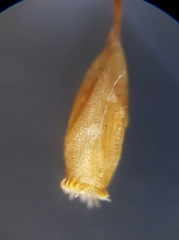 Lewinskya striata