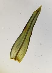 Lewinskya striata