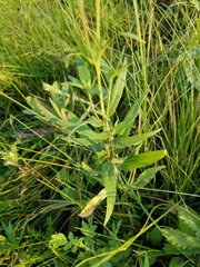 Helianthus nuttallii