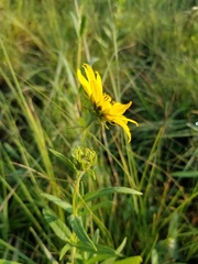 Helianthus nuttallii