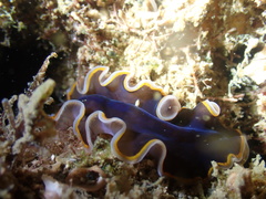 Pseudobiceros hancockanus