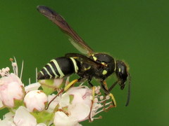 Ancistrocerus catskill