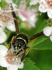 Ancistrocerus catskill