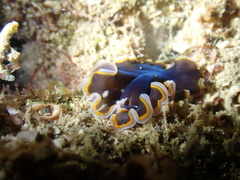 Pseudobiceros hancockanus