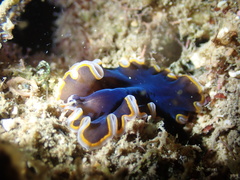 Pseudobiceros hancockanus