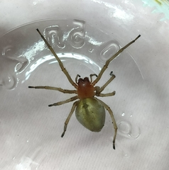 Cheiracanthium punctorium