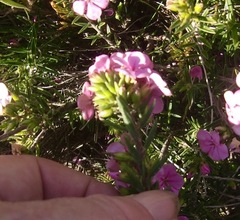 Acmadenia obtusata