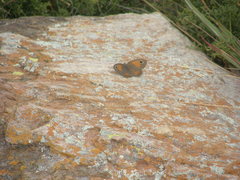 Stygionympha wichgrafi