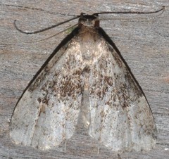 Dyspyralis illocata