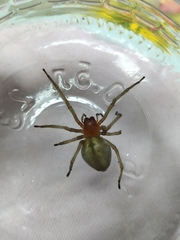 Cheiracanthium punctorium